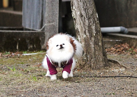 わたしだけを見て_d0360206_12542945.jpg