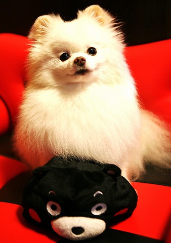 くまモンとにゃんこのお友だち_d0360206_13000624.jpg