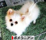 もしもわたしが名づけたら_d0360206_13012229.jpg