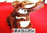 連休前にトリミング_d0360206_13013294.jpg
