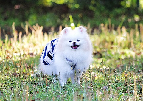 飼い主、自画自賛す_d0360206_13020953.jpg