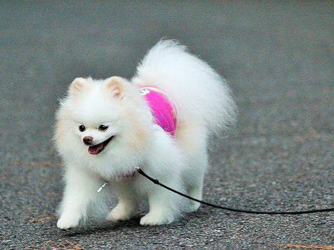 休みだわっしょい!!_d0360206_13072998.jpg