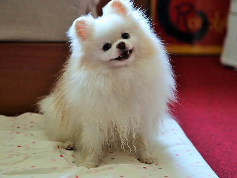 締めくくるのにふさわしい_d0360206_13080290.jpg