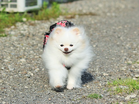 もしもわたしが名づけたら_d0360206_13081451.jpg