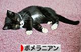 互いに邪魔をする_d0360206_13100403.jpg