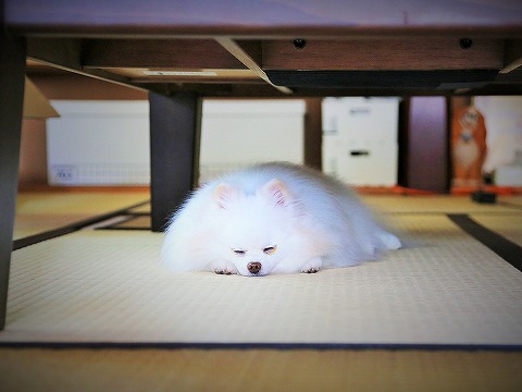 もう準備した?_d0360206_13101149.jpg