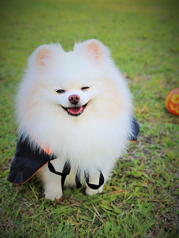 いざ、ハロウィン本番_d0360206_13113381.jpg