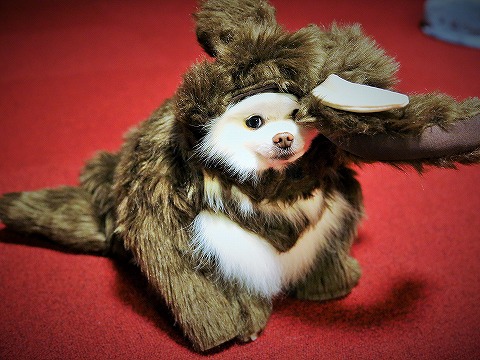 いざ、ハロウィン本番_d0360206_13113570.jpg
