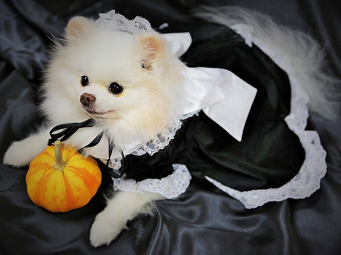 いざ、ハロウィン本番_d0360206_13113651.jpg