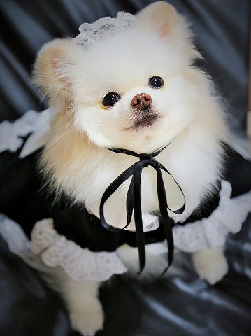 いざ、ハロウィン本番_d0360206_13113689.jpg
