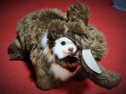 久しぶり、会いたかった_d0360206_13114109.jpg