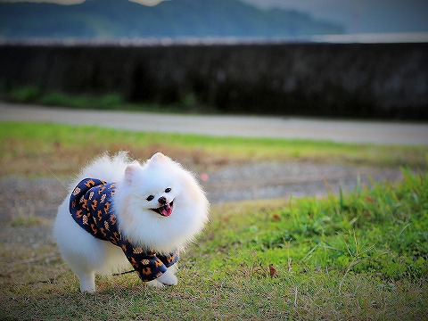 打ちのめされていると思った?_d0360206_13124880.jpg