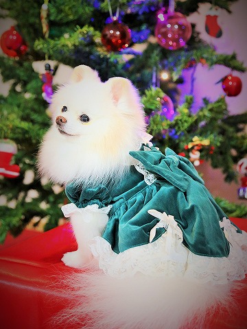 わたしからメリークリスマス_d0360206_13143024.jpg
