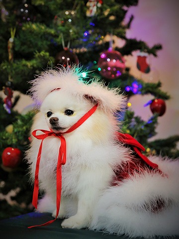 わたしからメリークリスマス_d0360206_13143479.jpg
