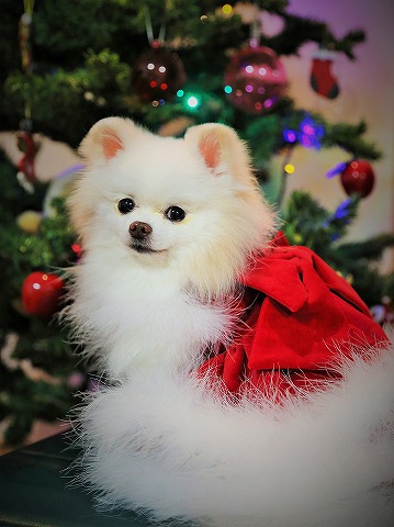 わたしからメリークリスマス_d0360206_13143599.jpg