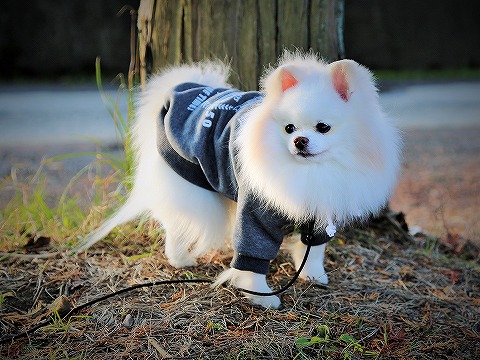 急げ、急げ!!_d0360206_13160553.jpg
