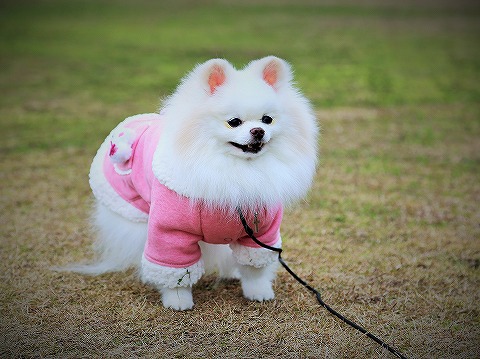 自慢したいの?_d0360206_13164111.jpg