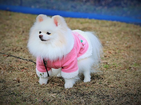 自慢したいの?_d0360206_13164164.jpg