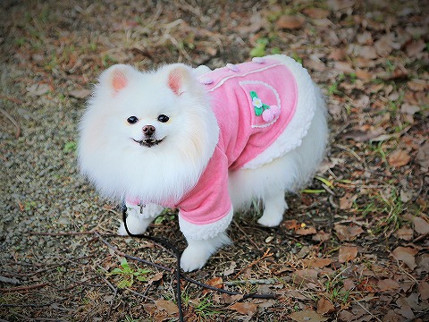 自慢したいの?_d0360206_13164226.jpg