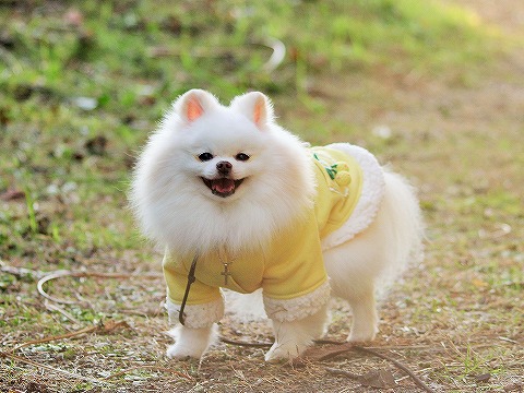 可愛いすぎて、つい_d0360206_13164449.jpg