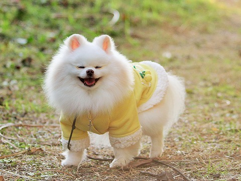 可愛いすぎて、つい_d0360206_13164576.jpg