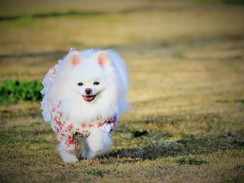 まだまだ続きます_d0360206_13165386.jpg