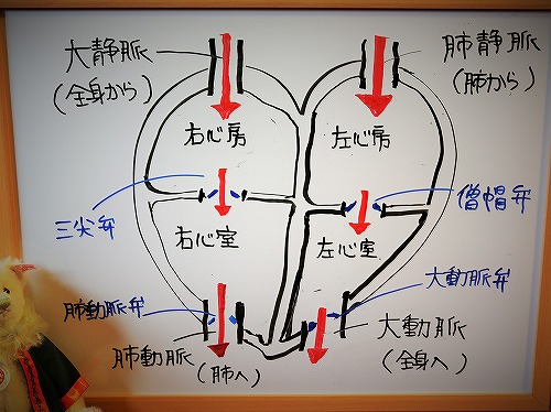 ゆきの心臓病講座_d0360206_13172491.jpg