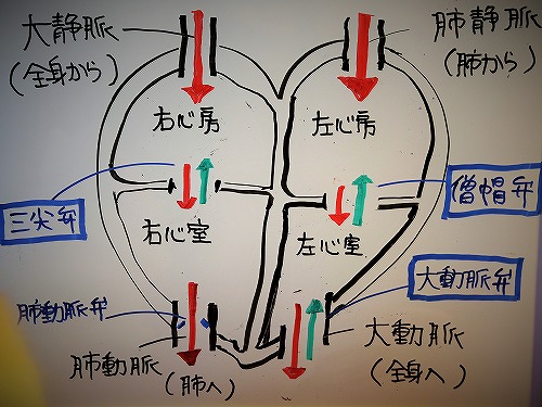 ゆきの心臓病講座_d0360206_13172646.jpg