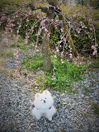 同居しちゃう?_d0360206_13175175.jpg