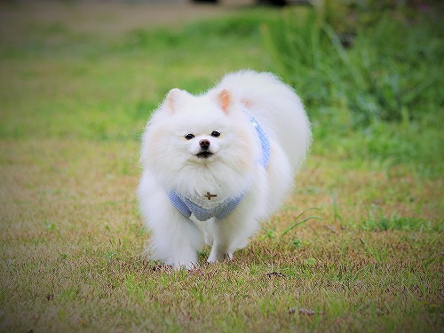 ぎ ギガちゃんじゃないですよぅ 徒然てんぐさ