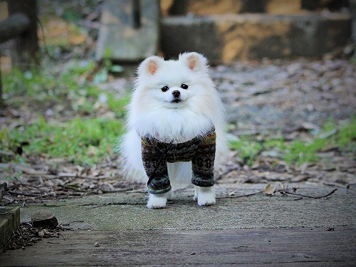 愛玩犬とは何ぞ?_d0360206_13184348.jpg