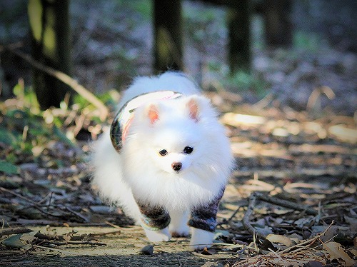 愛玩犬とは何ぞ?_d0360206_13184428.jpg