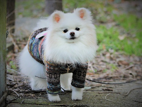 愛玩犬とは何ぞ?_d0360206_13184721.jpg