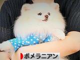 貴様は誰のイヌだ?_d0360206_13192856.jpg