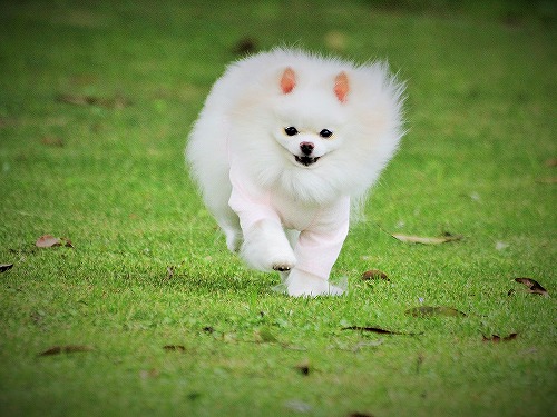 新企画を始めるよ!!_d0360206_13211464.jpg