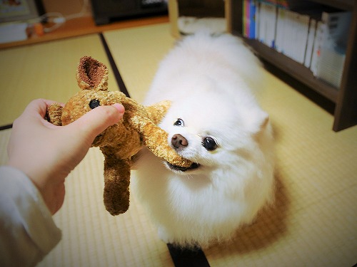 犬ブログで「手術」といえば_d0360206_13224686.jpg