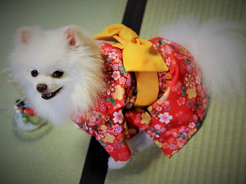 Here comes a Japanese pomeranian !!_d0360206_13243096.jpg
