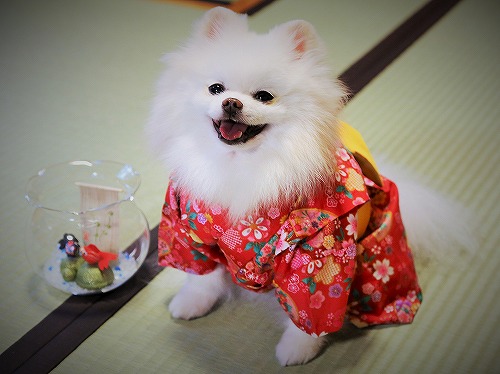Here comes a Japanese pomeranian !!_d0360206_13243163.jpg