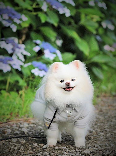 幸せが逃げていかぬよう_d0360206_13243713.jpg