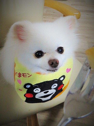 まさに踏んだり蹴ったり_d0360206_13251184.jpg