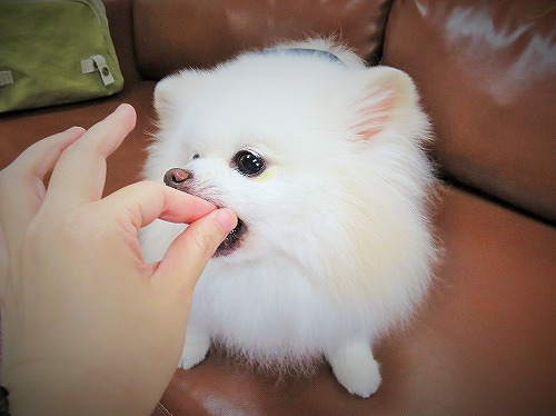 その実力をしかと見よ_d0360206_13251638.jpg