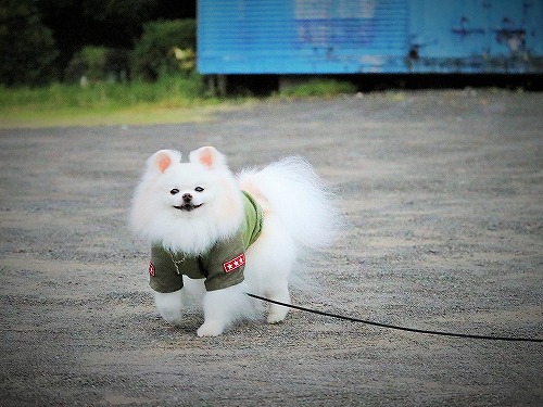 そうだ狩りに出よう!!_d0360206_13255829.jpg