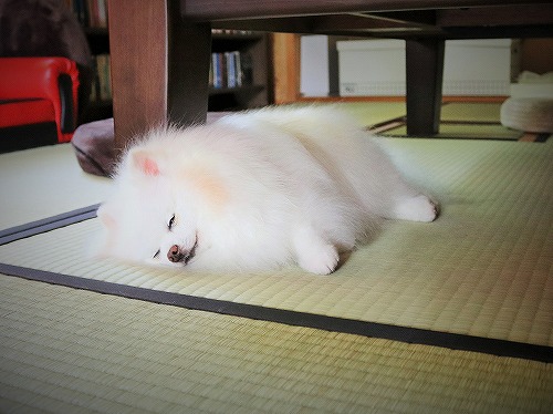 ふがいない_d0360206_13262873.jpg