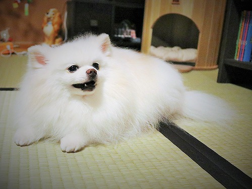 ある意味、衝撃の名前_d0360206_13271618.jpg