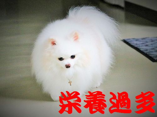 禁じられた言葉_d0360206_13273359.jpg