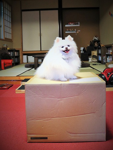 今日はお休みしなさい_d0360206_13273972.jpg