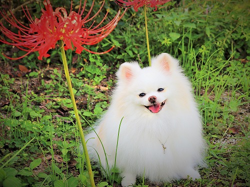 好きな花は何ですか_d0360206_13275592.jpg