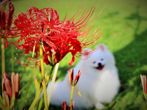 好きな花は何ですか_d0360206_13275669.jpg