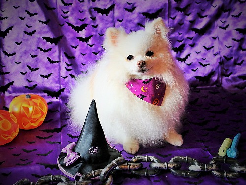 先取りハロウィン_d0360206_13290153.jpg
