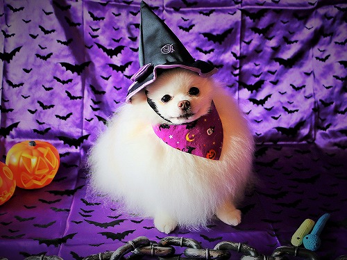 先取りハロウィン_d0360206_13290154.jpg